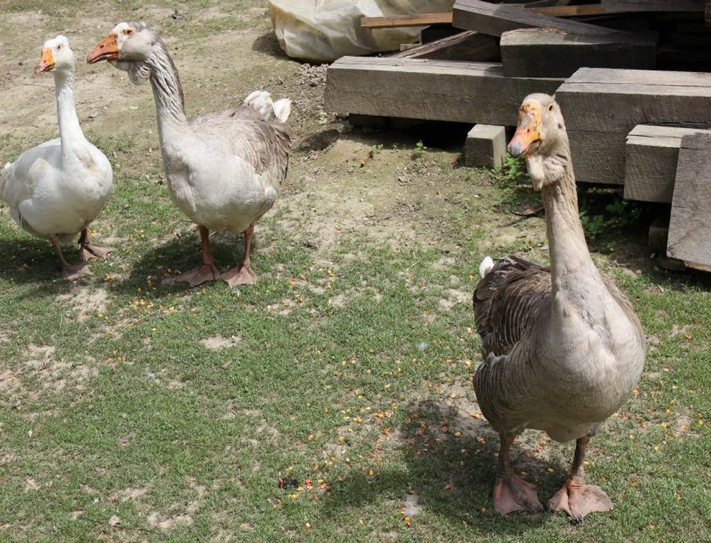 Rural Tourism Family Ravlic Pensionat Muzilovcica Eksteriør billede